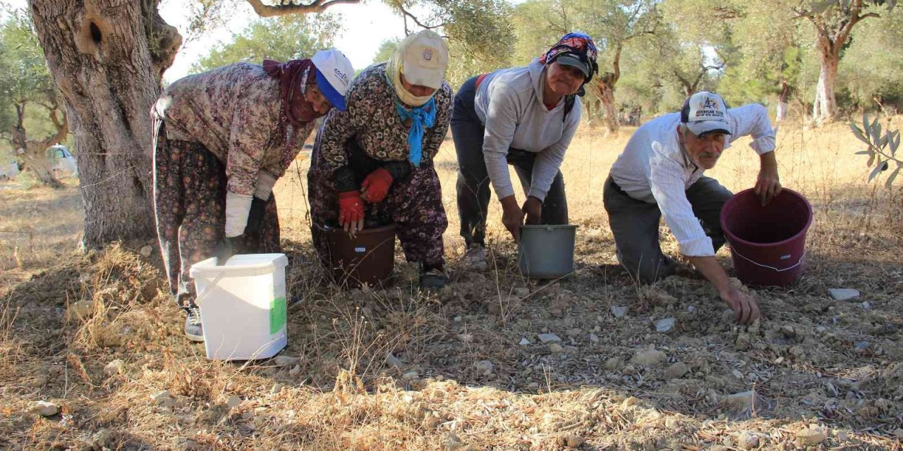 Aydın’da zeytin hasadı başladı