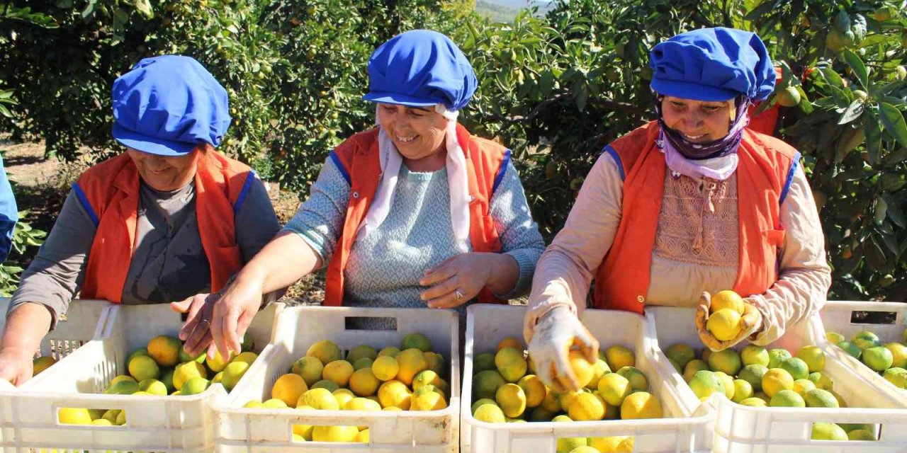 Sarı altın satsumada hasat zamanı