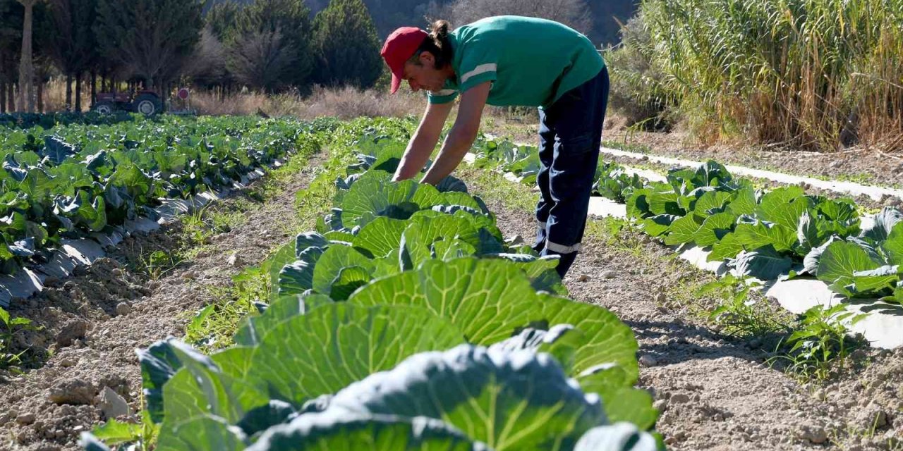 Adabahçe’nin toprakları kış fideleri ile buluşuyor