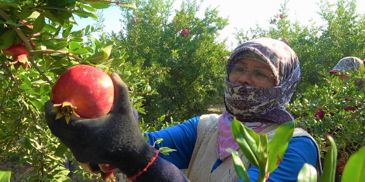 Denizli narının Avrupa’ya ihracat yolculuğu başladı