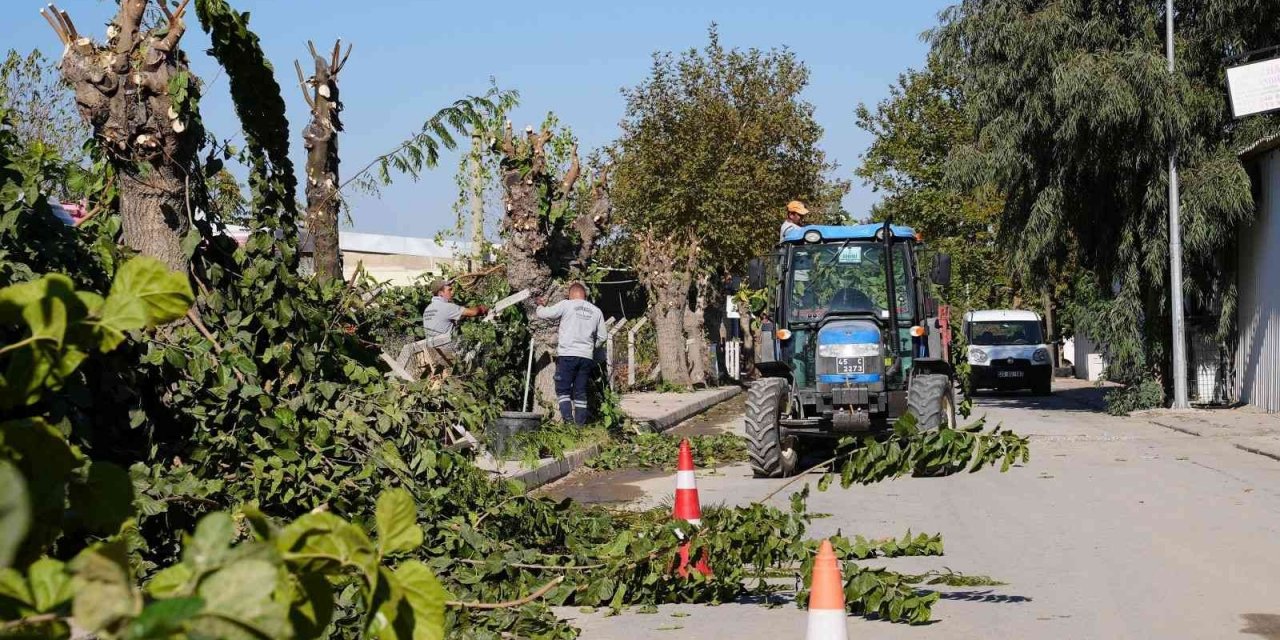 Yunusemre’de budanan ağaçlar ihtiyaç sahiplerine yakacak olacak