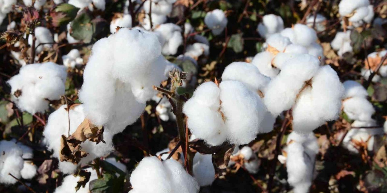 Denizli’de beyaz altın hasadı devam ediyor