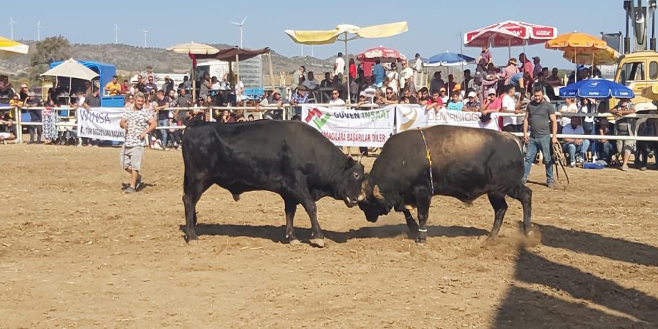 Boğa güreşleri nefes kesti