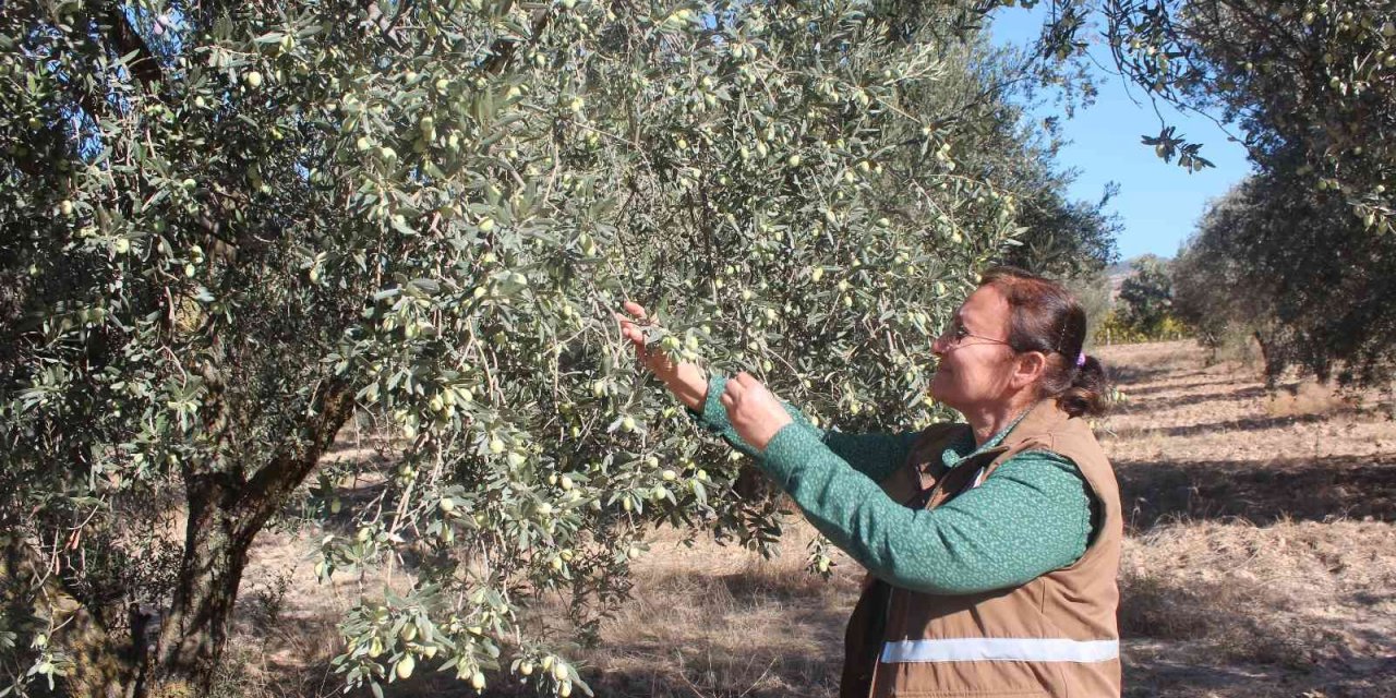 Uzmanından uyarı: "Ağacın dibine düşen zeytinleri toplamayın"