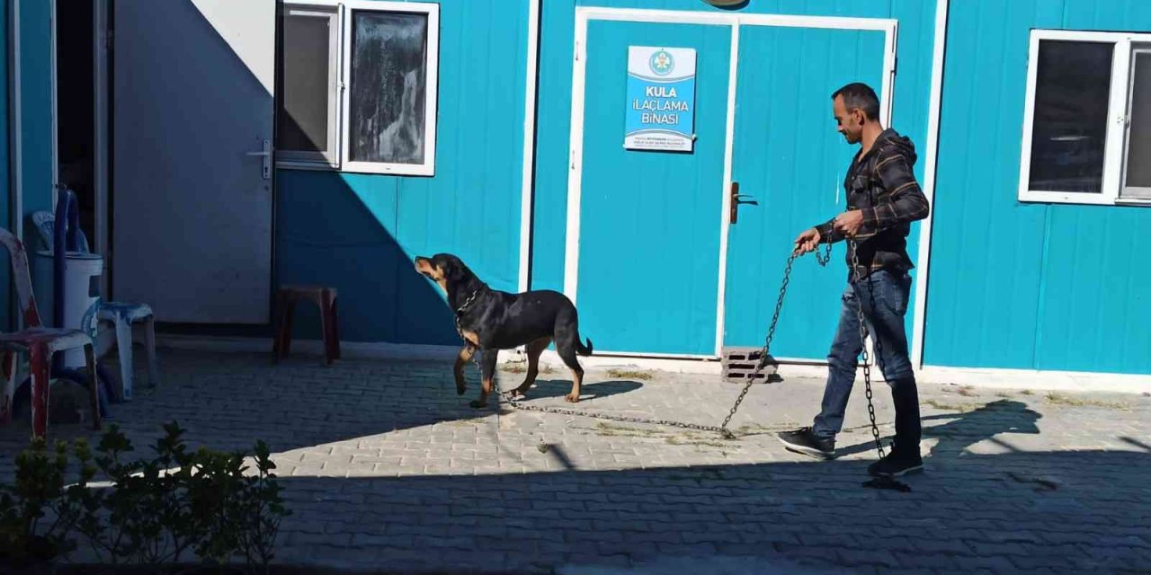 Bir sokak hayvanı daha yeni yuvasına kavuştu