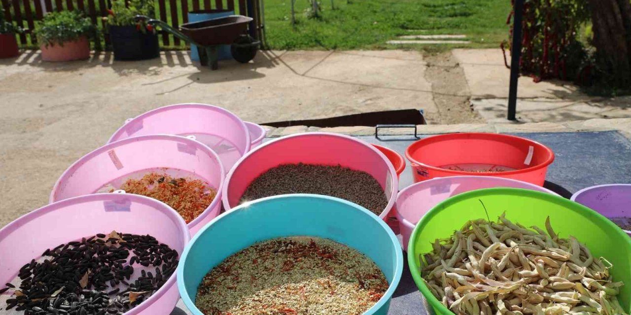 2023 yılının ata tohumları dağıtıma hazırlanıyor