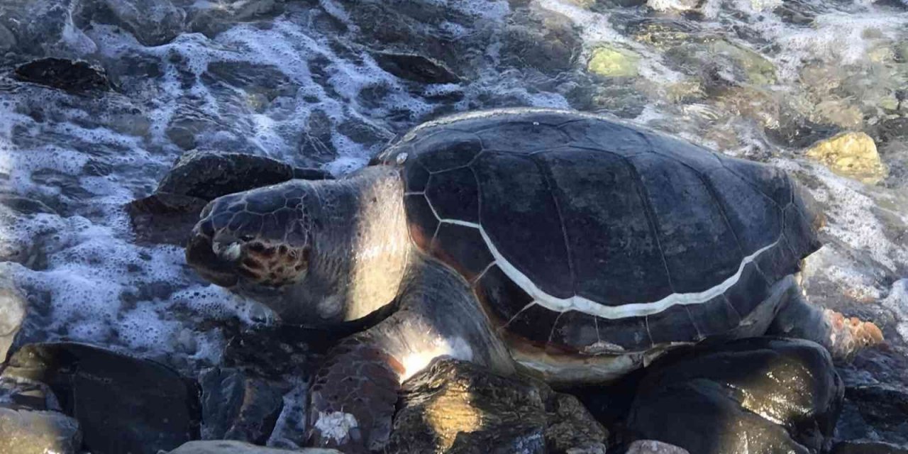 Datça sahilinde ölü caretta caretta bulundu