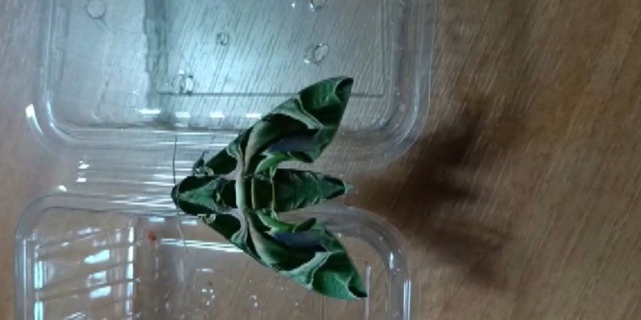 Ender rastlanan ’mekik kelebeği’ İzmir’de görüntülendi