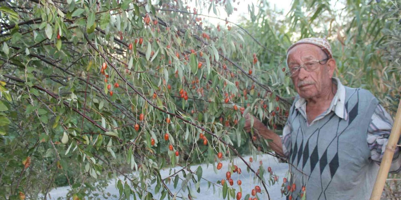 Şifa kaynağı iğdenin hem tüketimi hem de ağaç sayısı azalıyor