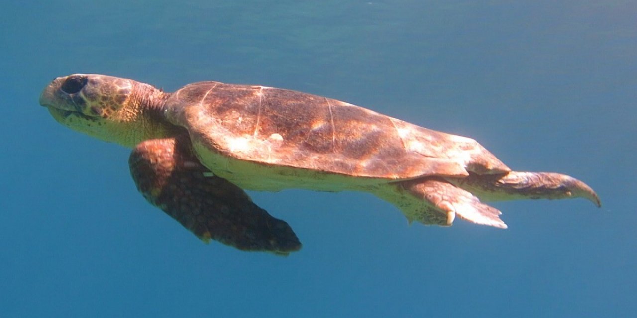 Datça’da oltaya Caretta Caretta takıldı