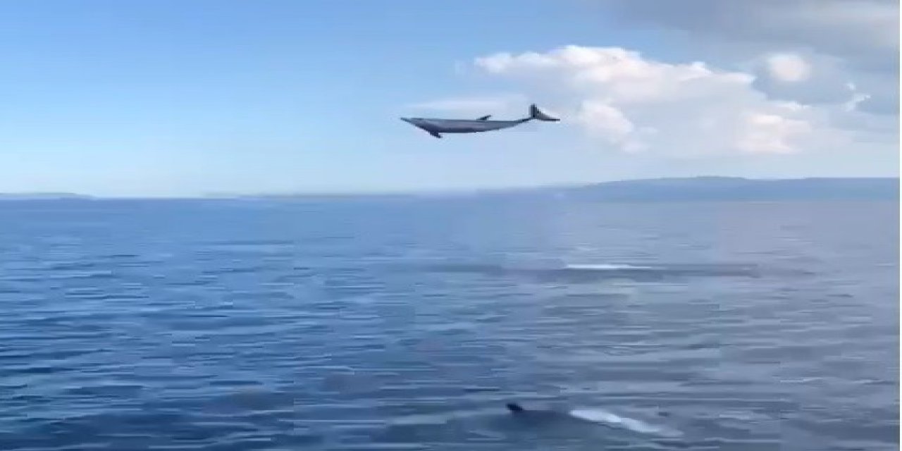 Muğla’da yunuslardan görsel şölen