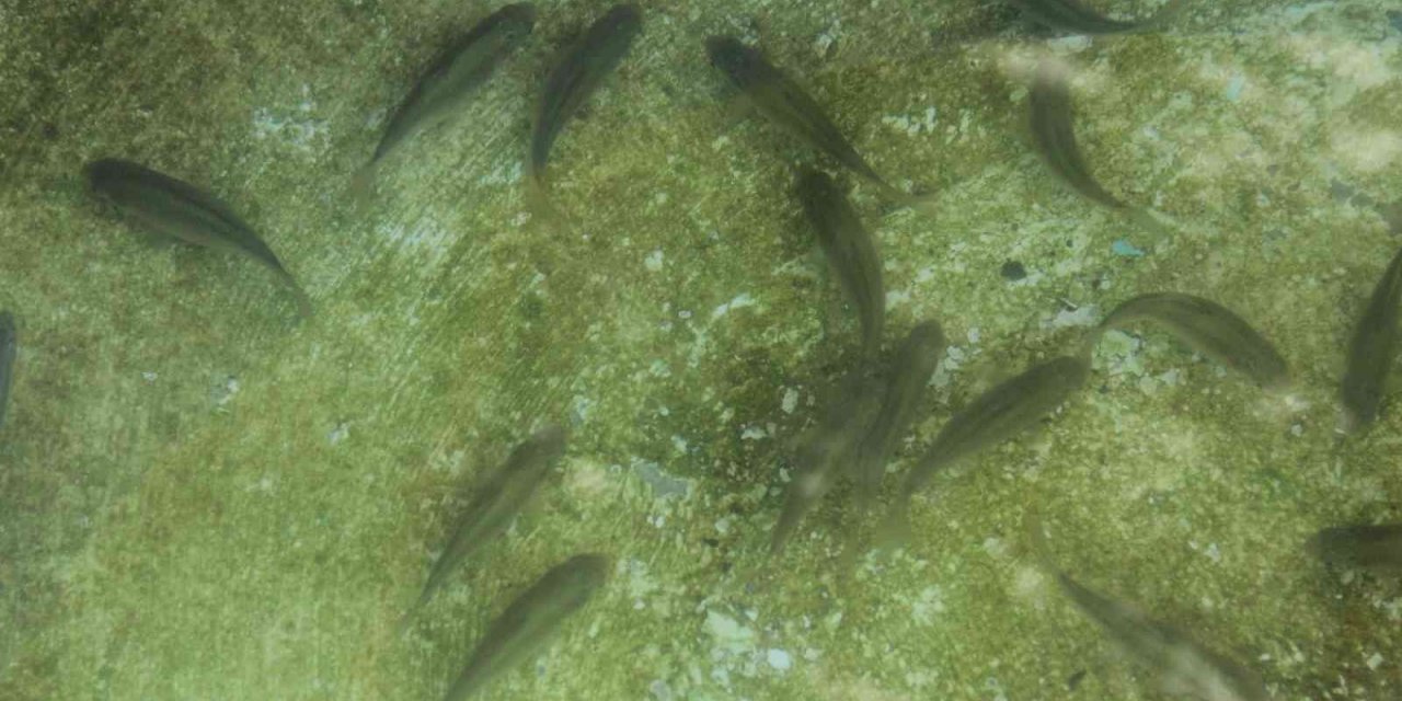 Balıkların yeni adresi atık su arıtma tesisi oldu