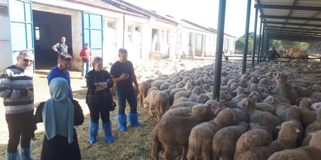 Manisa Büyükşehir damızlık koç desteğine hazırlanıyor