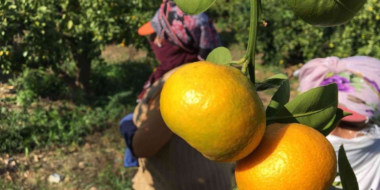 Yaş meyve sebze sektöründen Asya çıkarması