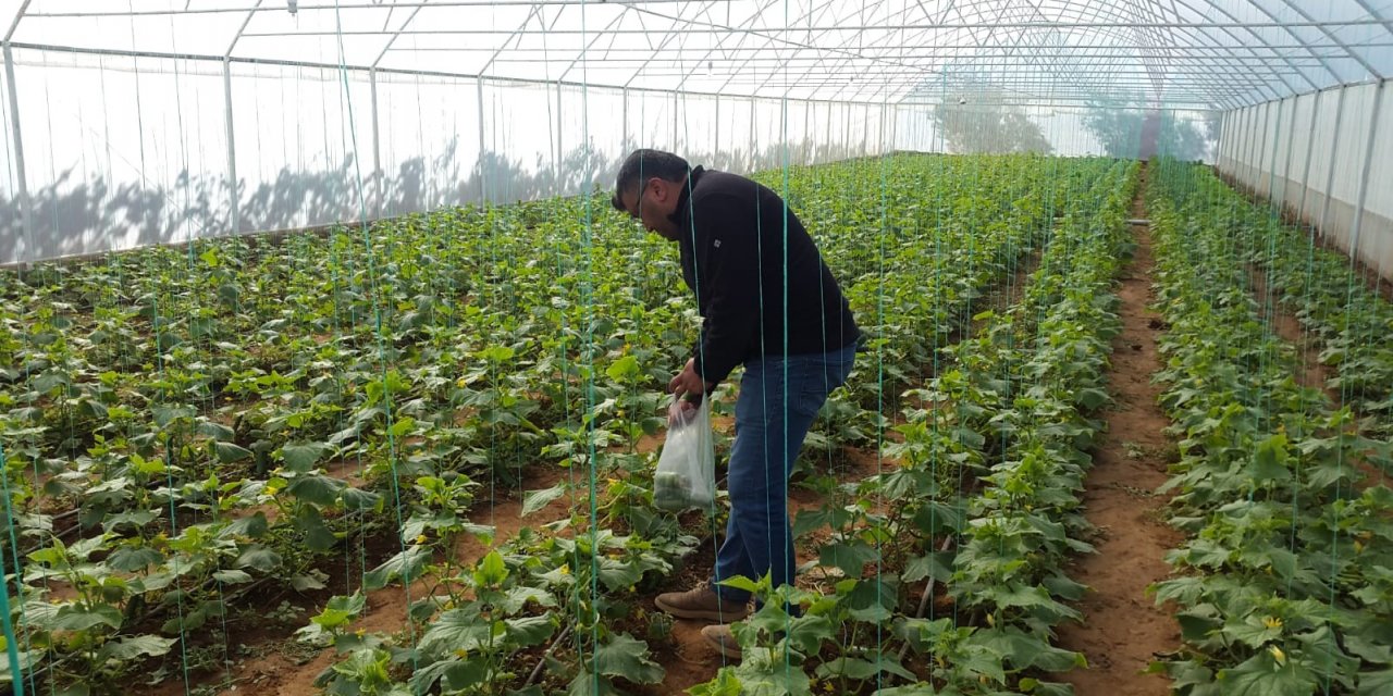 Genç girişimci evinin bahçesine kurduğu serada ürünlerini almaya başladı