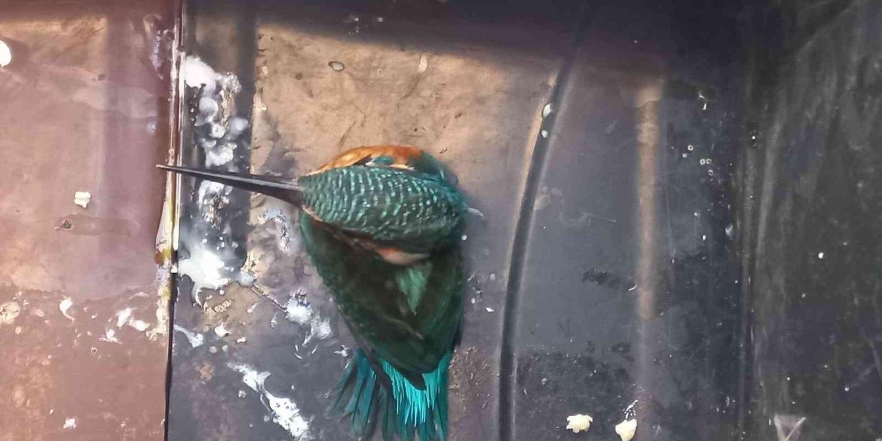 Yalıçapkını, bitkin halde bulundu