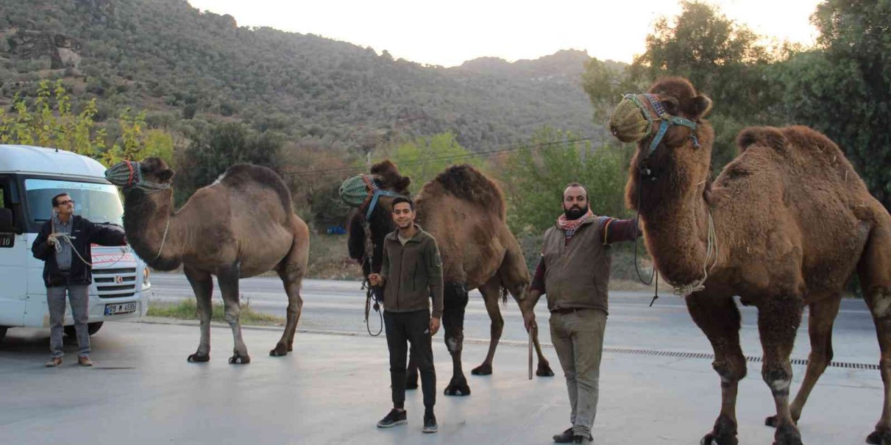 Pehlivan develer, hazırlıklara başladı