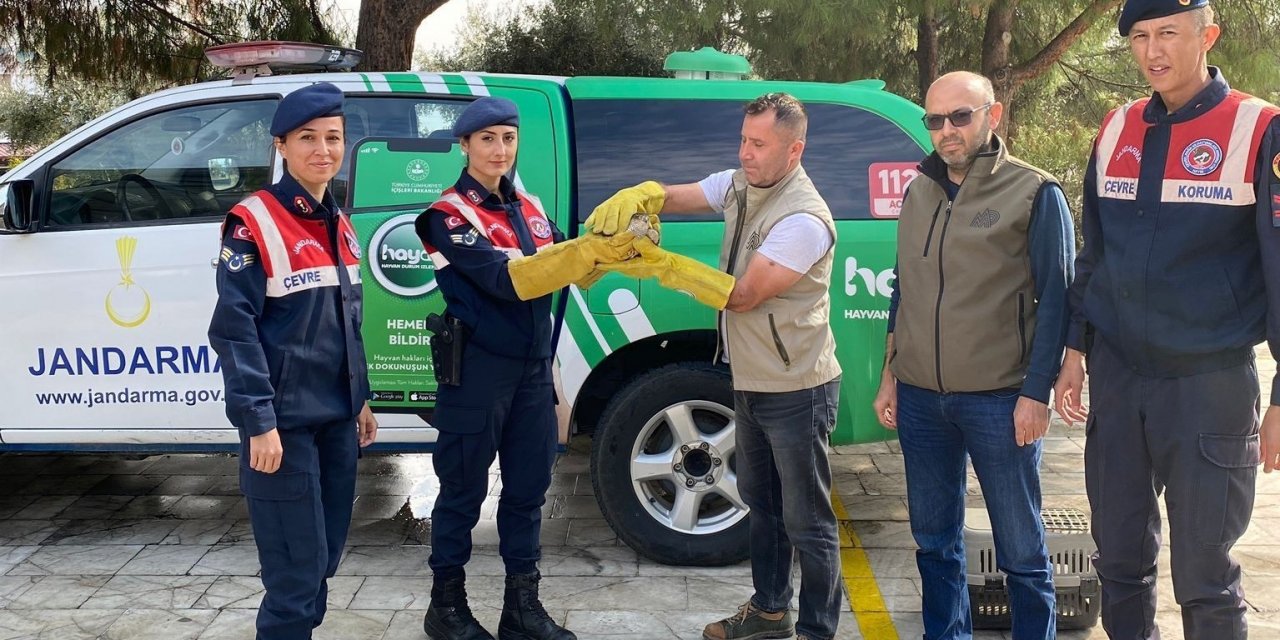 Jandarma, yaralı halde bulduğu yavru atmacayı doğa koruma ekiplerine teslim etti