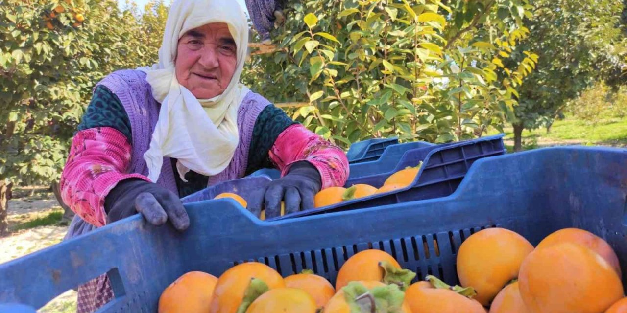 Torunun torunuyla akşama kadar tarlada hasat yapıyor