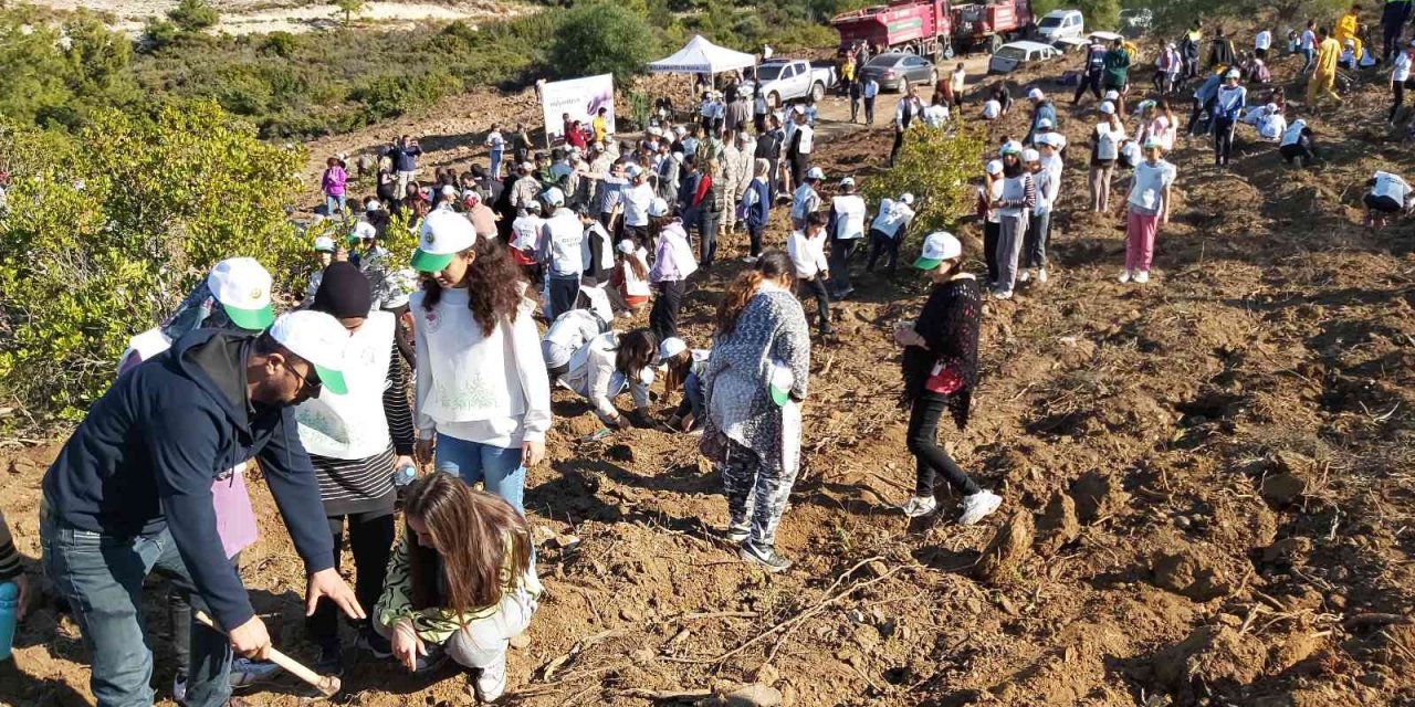 Datça’da bin adet harnup ve kızılçam fidanı dikildi