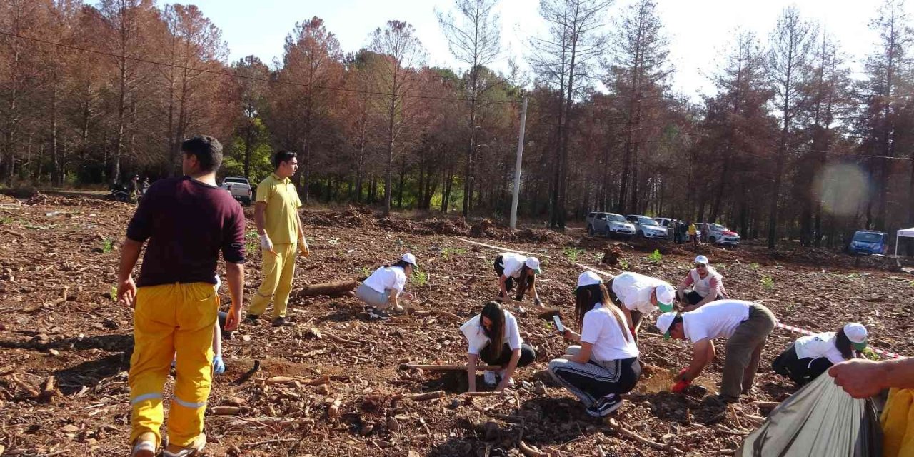 Marmaris’te yanan alanda 11 bin fidan dikildi