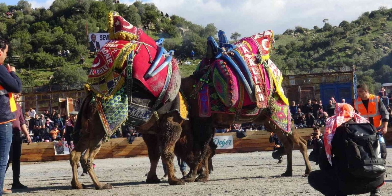 Koçarlı’da Deve Güreşi Festivali için geri sayım başladı