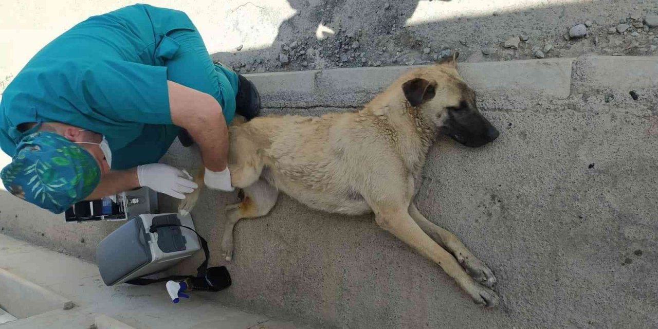 Kuduz riskli temaslarda hayat kurtaran yöntem