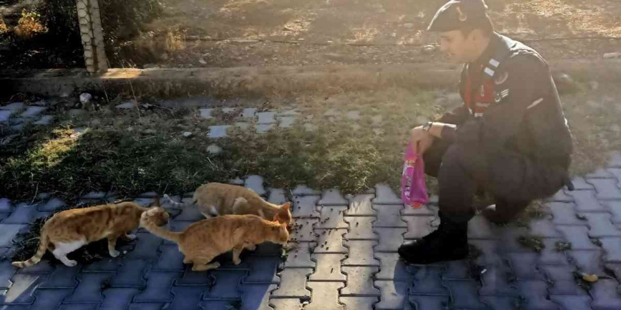 Jandarma, ‘can dostların’ yanında