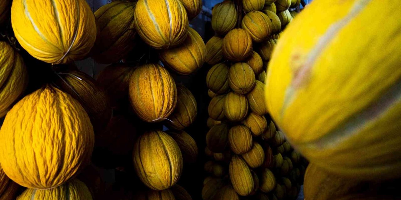 Kırkağaç’ın yaz meyvesi kavunları kışlık sofraları süsleyecek