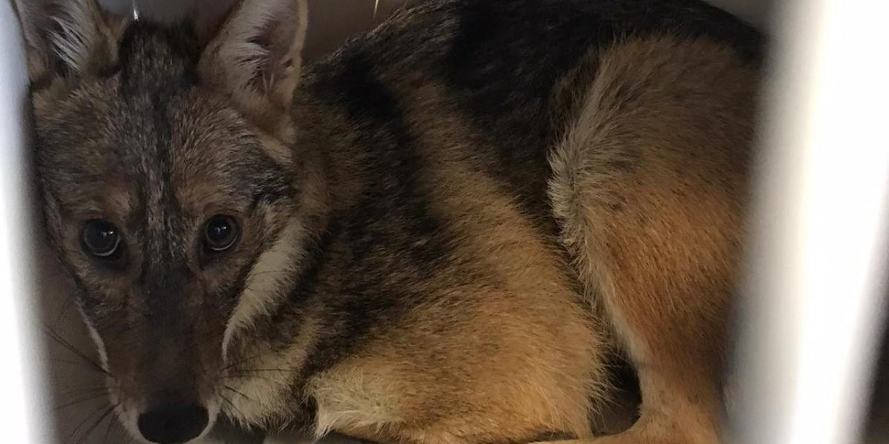 Kaza geçiren çakal ameliyat edildi