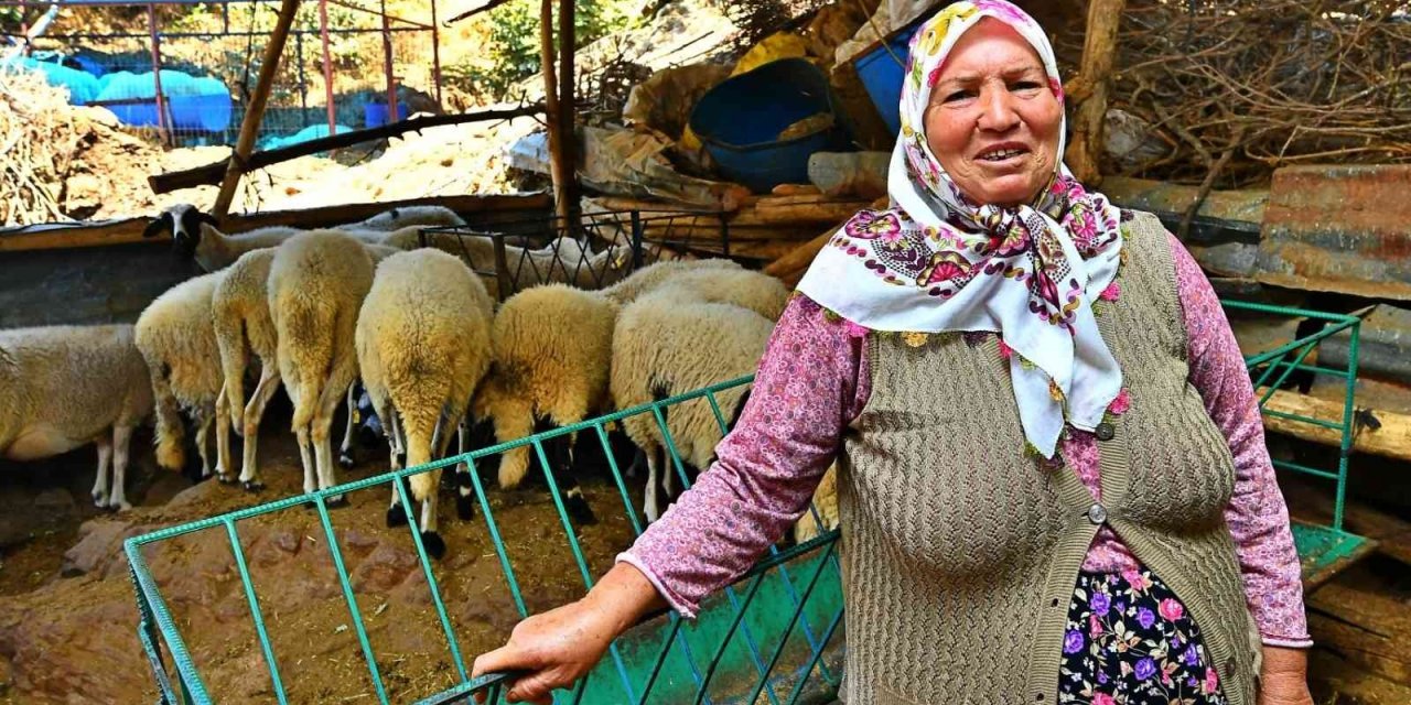 İzmir Büyükşehir Belediyesi’nin verdiği 3 koyundan 48 koyuna