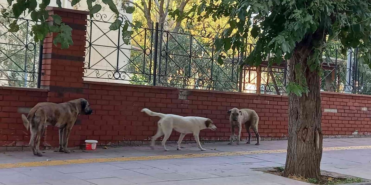 Aydın’da sokak köpekleri sorun olmaya başladı