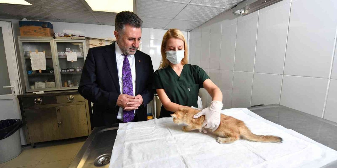 Bayraklı’da 5 ayda bin 250 sokak hayvanı tedavi edildi