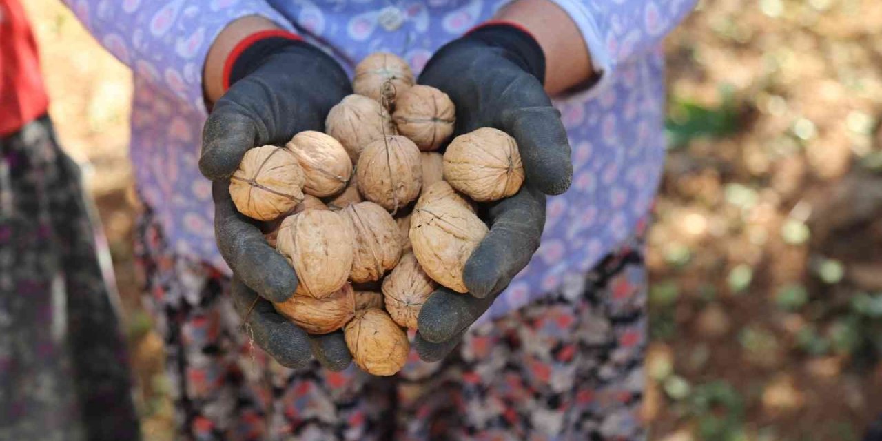 Çameli’nin coğrafi işaretli cevizinde hasat sona erdi