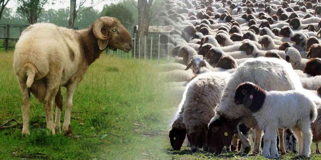 Denizli’de İvesi koyun besiciliği yapan çiftçilere destek verilecek