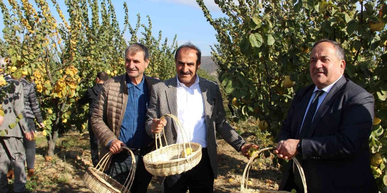 Ayvada hasat coşkusu