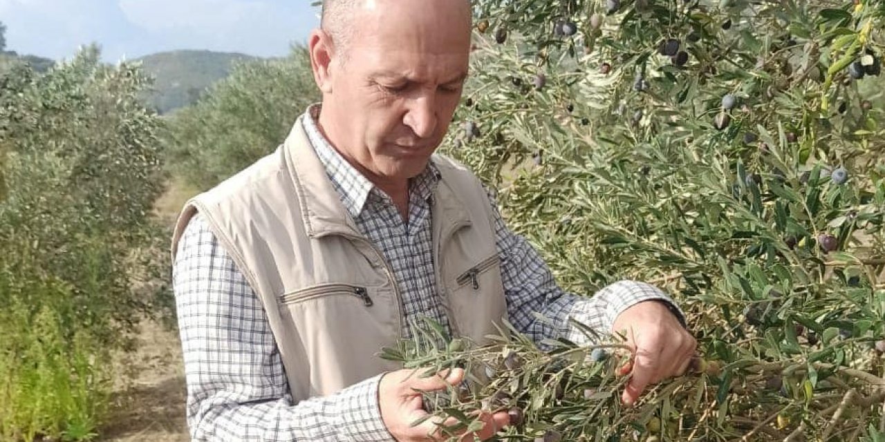 Aydın’da zeytin ve narenciye bahçeleri denetlendi