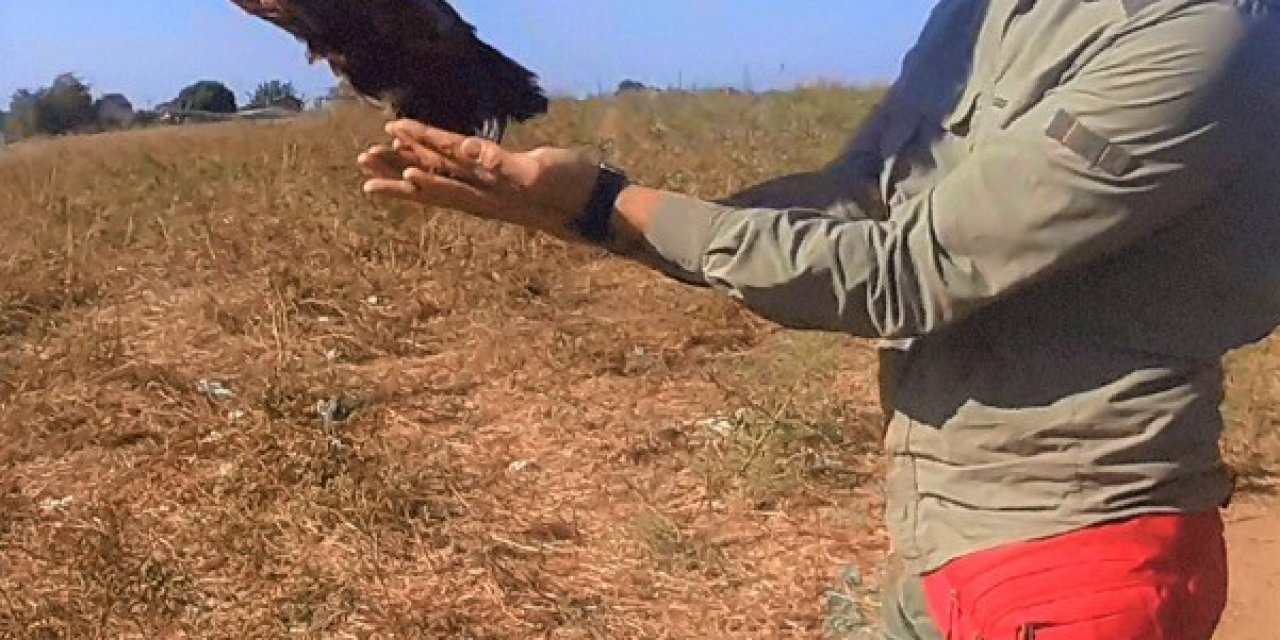 Karayolundan kurtarılan angıt kuşu yeniden doğaya salındı