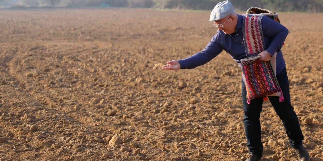 Menteşe’de Karakılçık ata tohumu toprakla buluştu