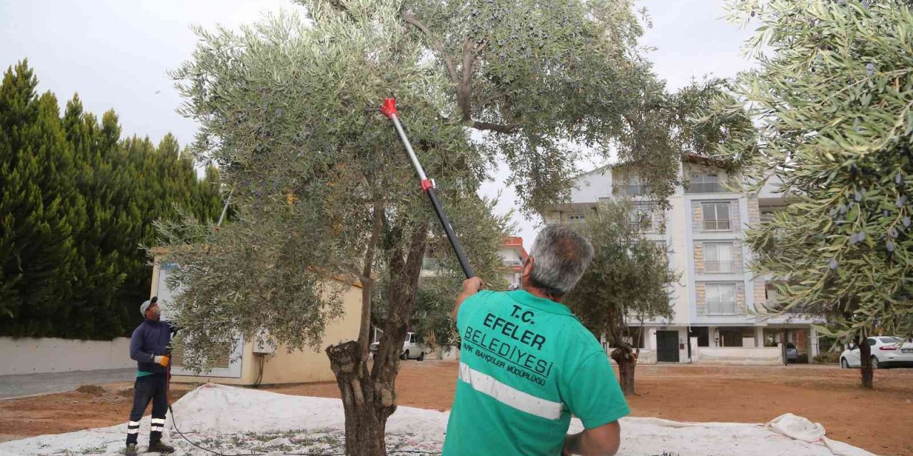Efelerin zeytinleri hasat ediliyor