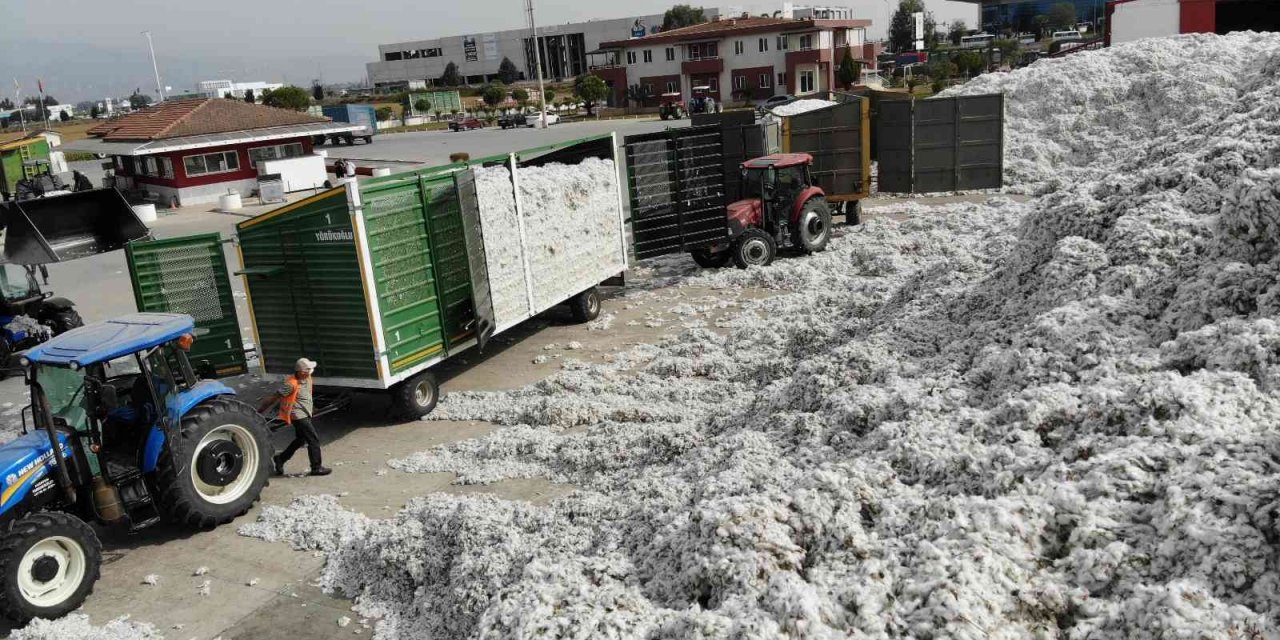 Aydın’da fiyatlar düştü, pamuklar rafa kaldırıldı
