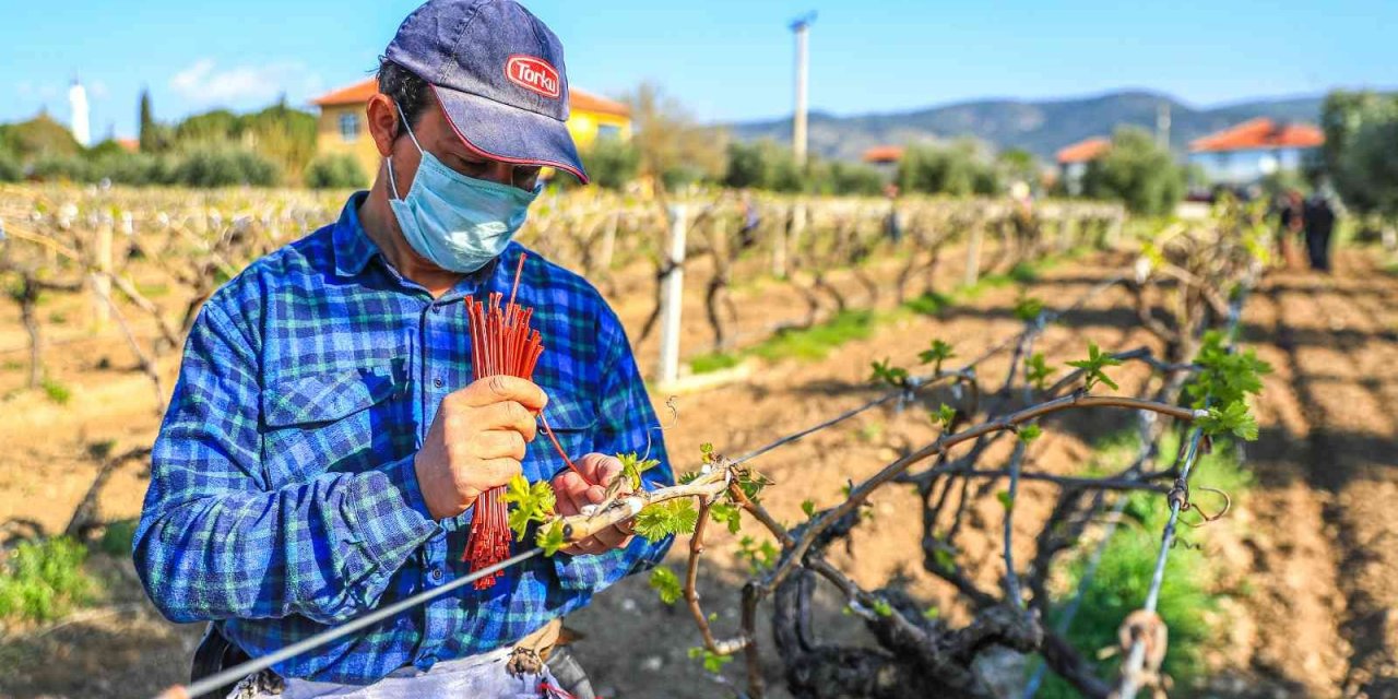 Denizlili üreticinin yüzü aldığı dev yardımlar sayesinde gülüyor