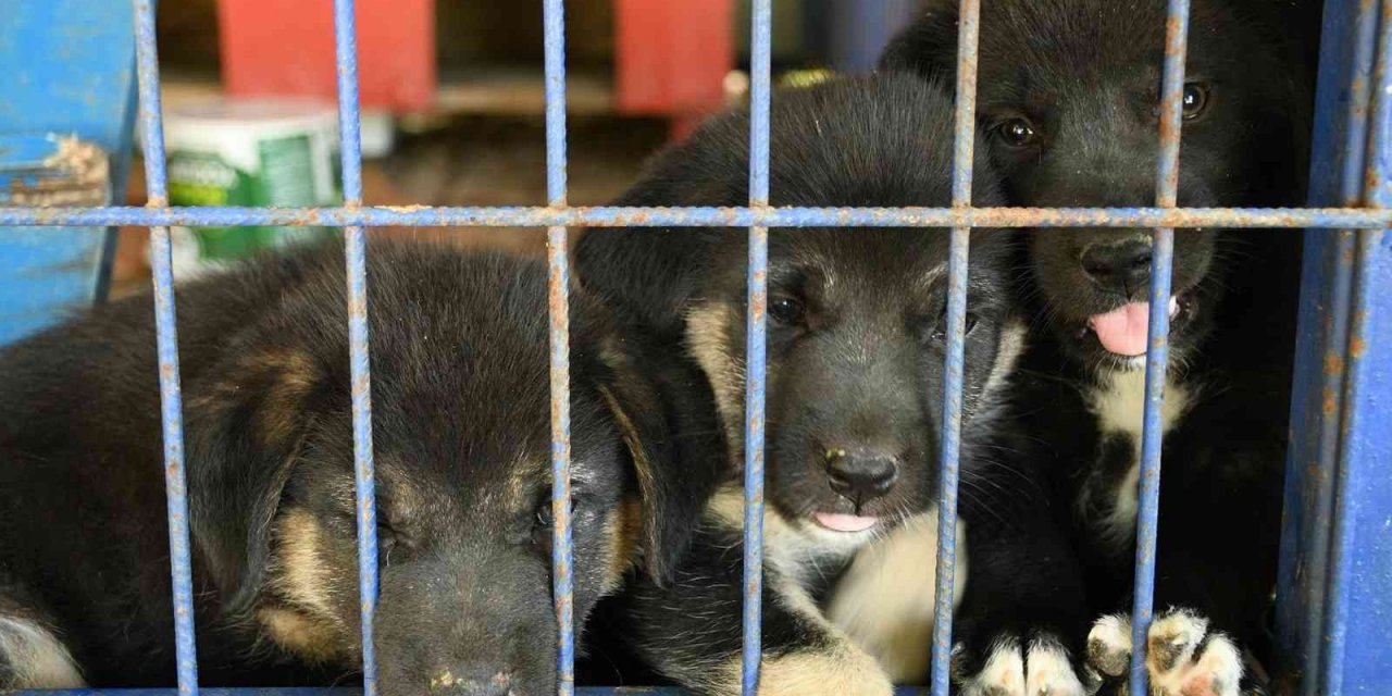 Kuşadası Belediyesi 950 hayvanı ömürlük yuvasına kavuşturdu