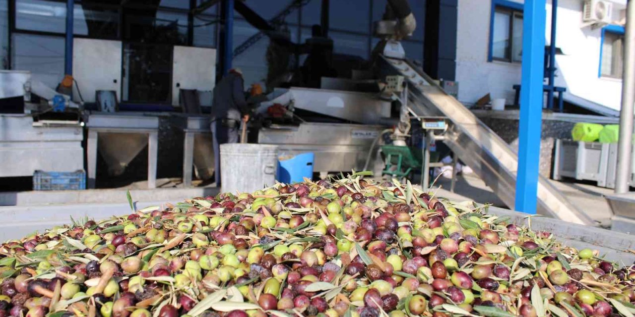 Zeytin sezonu ile birlikte yağhanelerde de yoğunluk başladı