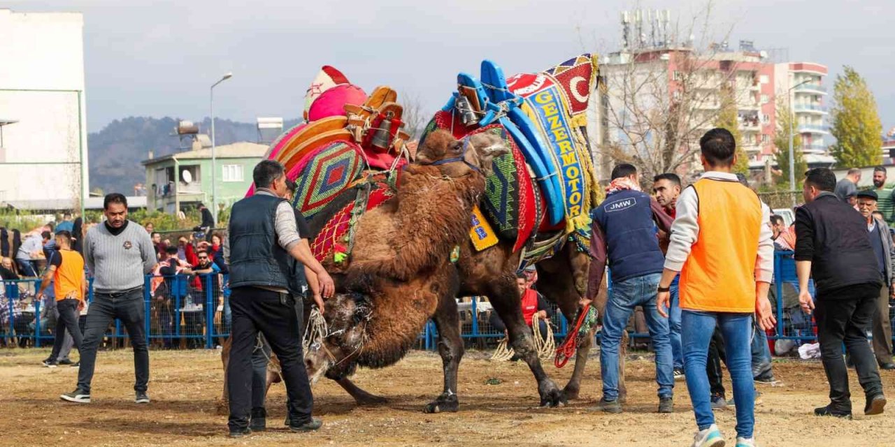 Ege’de develer arenaya indi, sezonun ilk güreşi Umurlu’da başladı