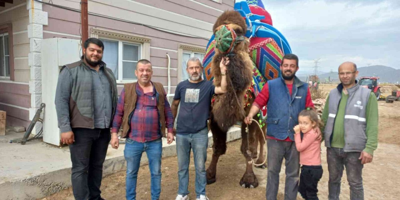 Aydın’da develer havutlanarak güreşlere hazırlanıyor