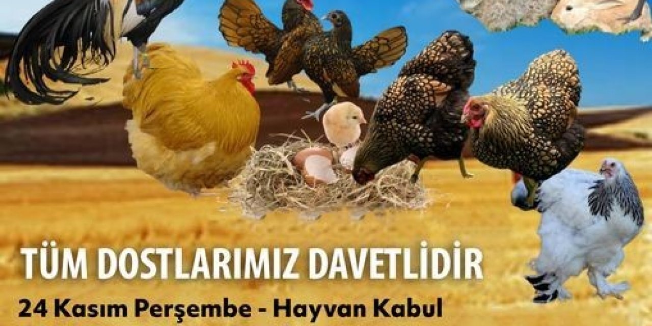 Muğla’da birbirinden çeşit süs hayvanları kıyasıya yarışacak