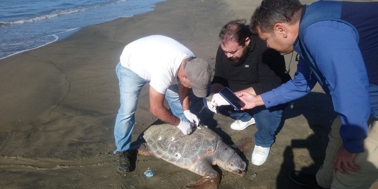 Aydın’da son 4 günde 3 deniz kaplumbağası ölü olarak bulundu