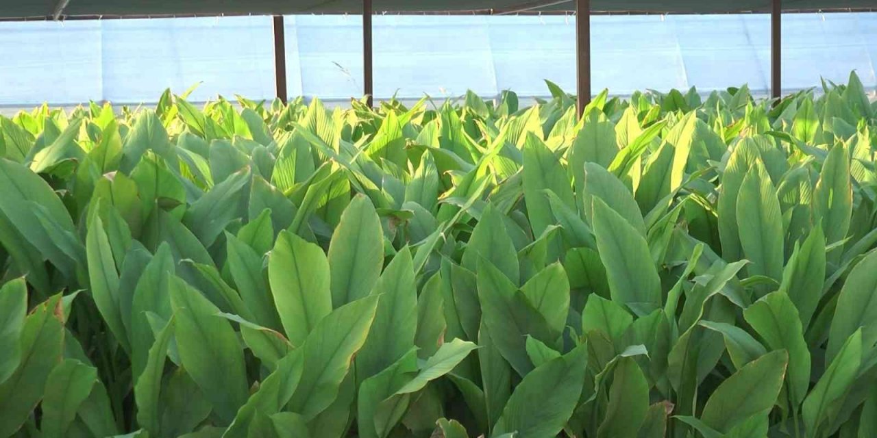 Zerdeçal’ın anavatanı Bodrum olacak