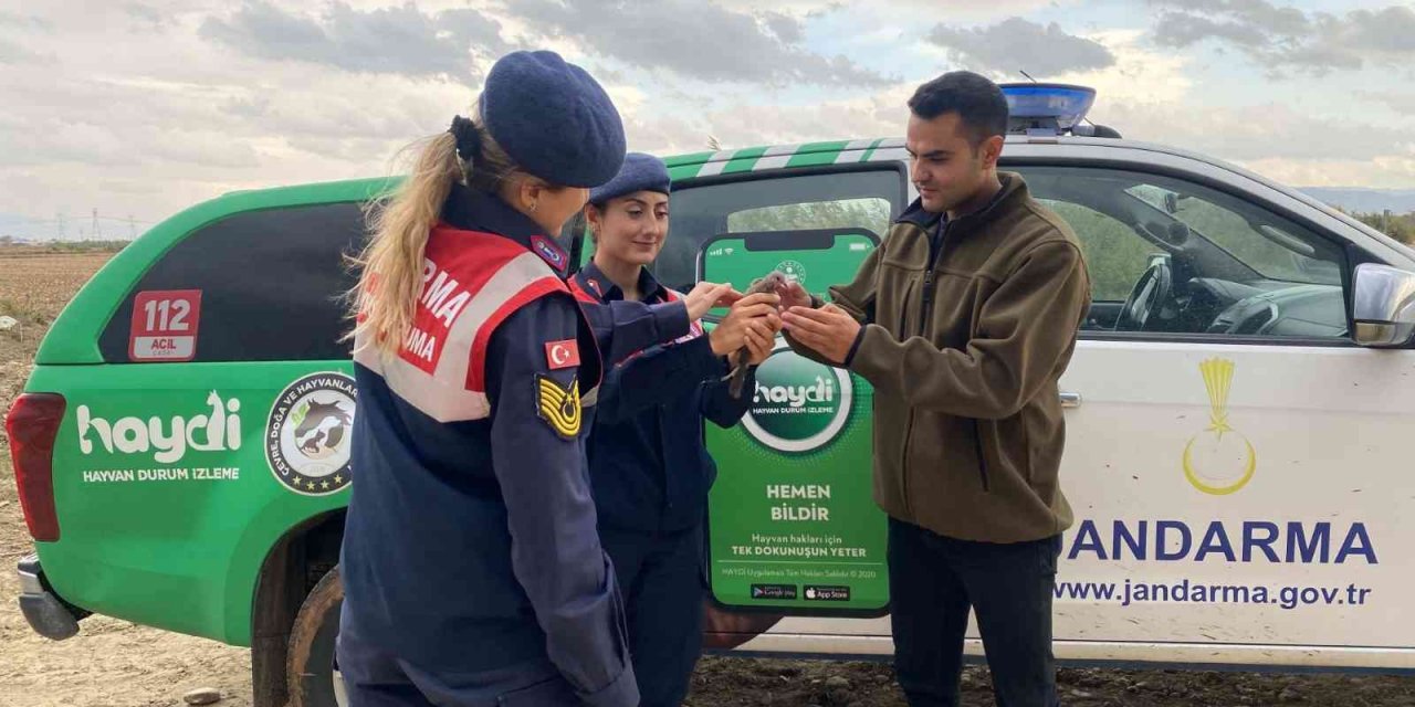 Kaçak av sonucu yaralanan kumruyu jandarma kurtardı